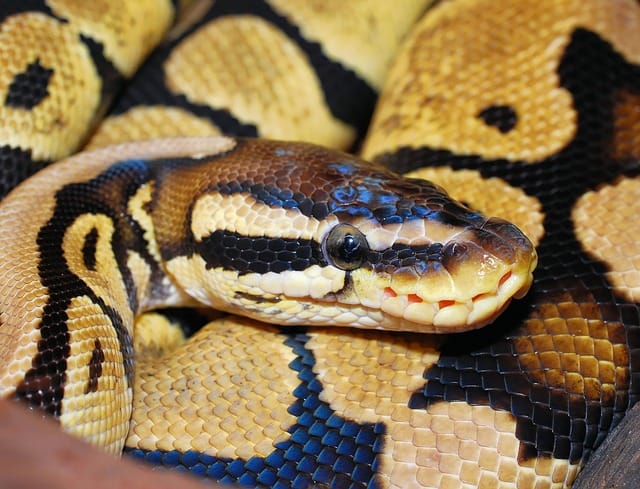 Ball Pythons