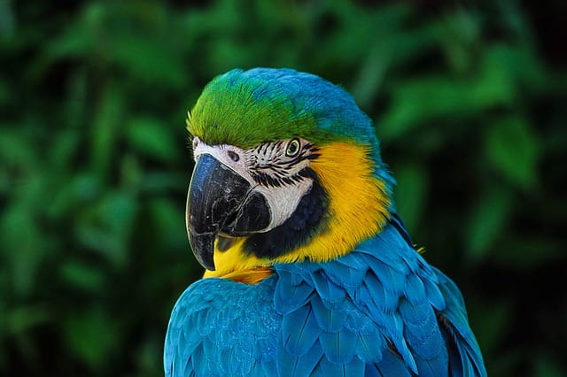 Blue-and-Gold Macaws