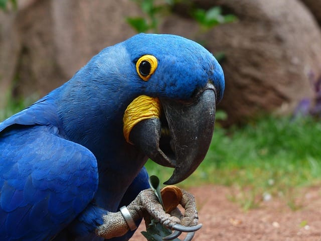 Blue-and-Gold Macaw