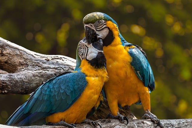 Perfect bird habitat