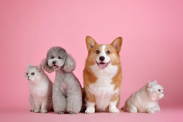 Popular exotic pets