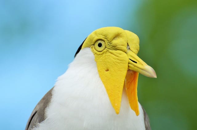 Rare Exotic Birds