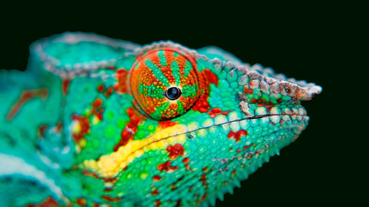 chameleon