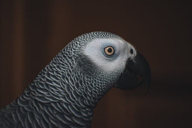 African Greys parrot
