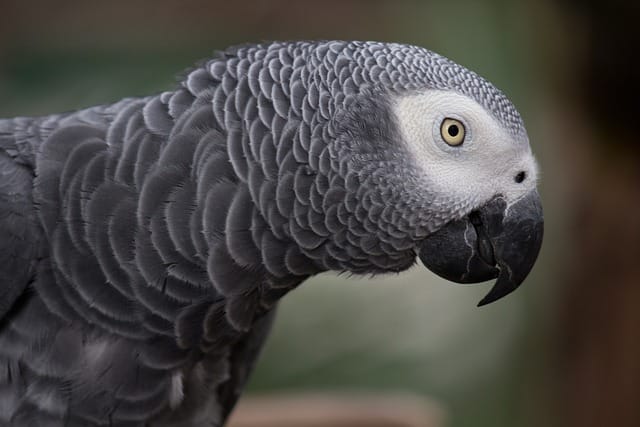 Top 10 Exotic Birds