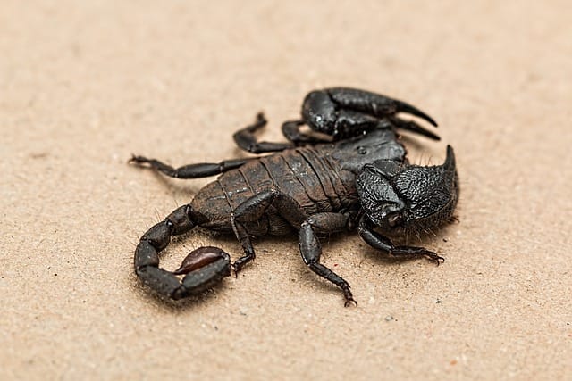 Asian Forest Scorpion