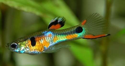 Guppies