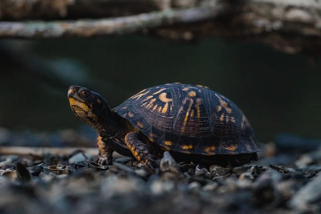How to Care for a Box Turtle