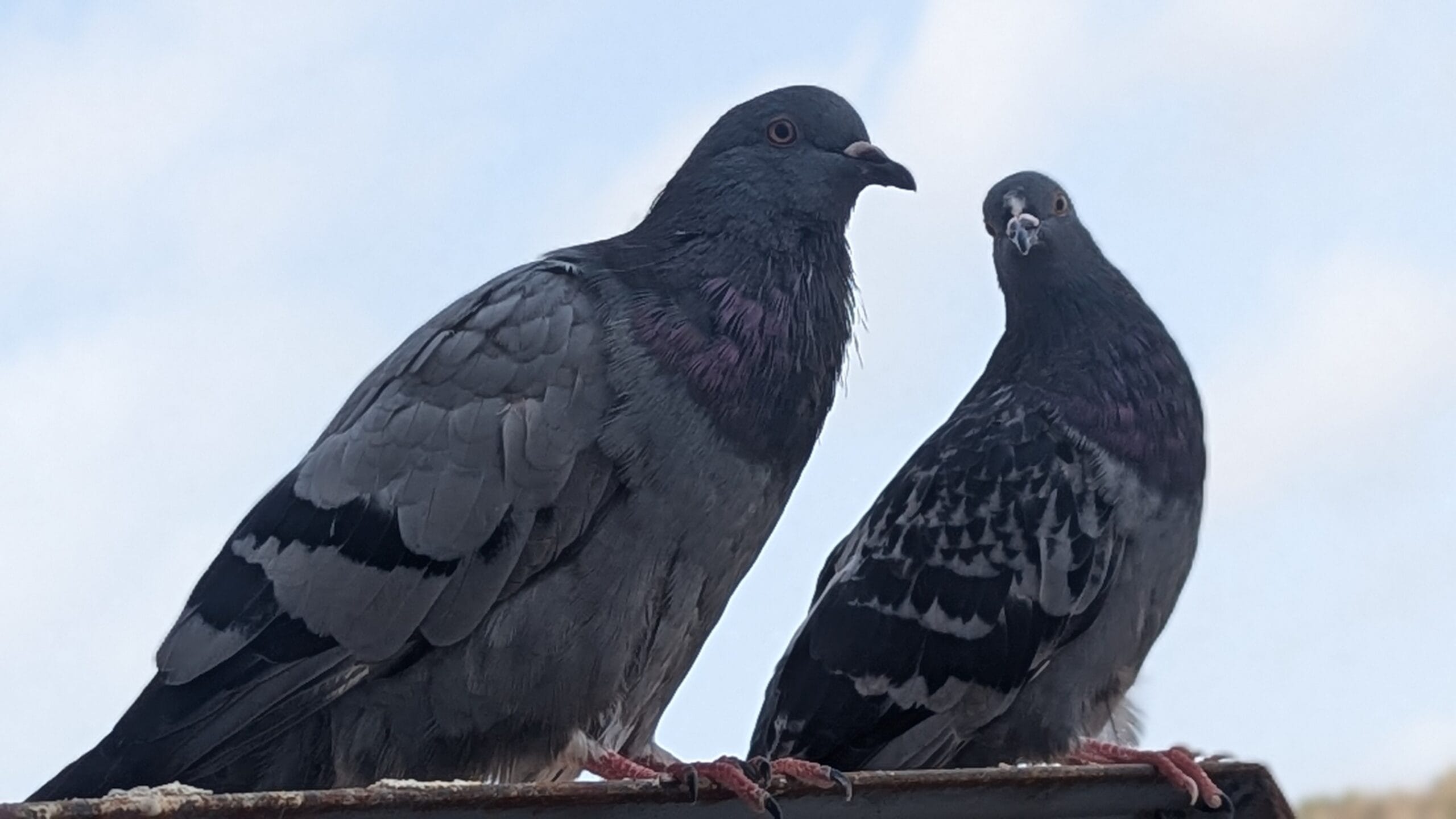 How Do Birds Mate? A Guide to Avian Reproduction