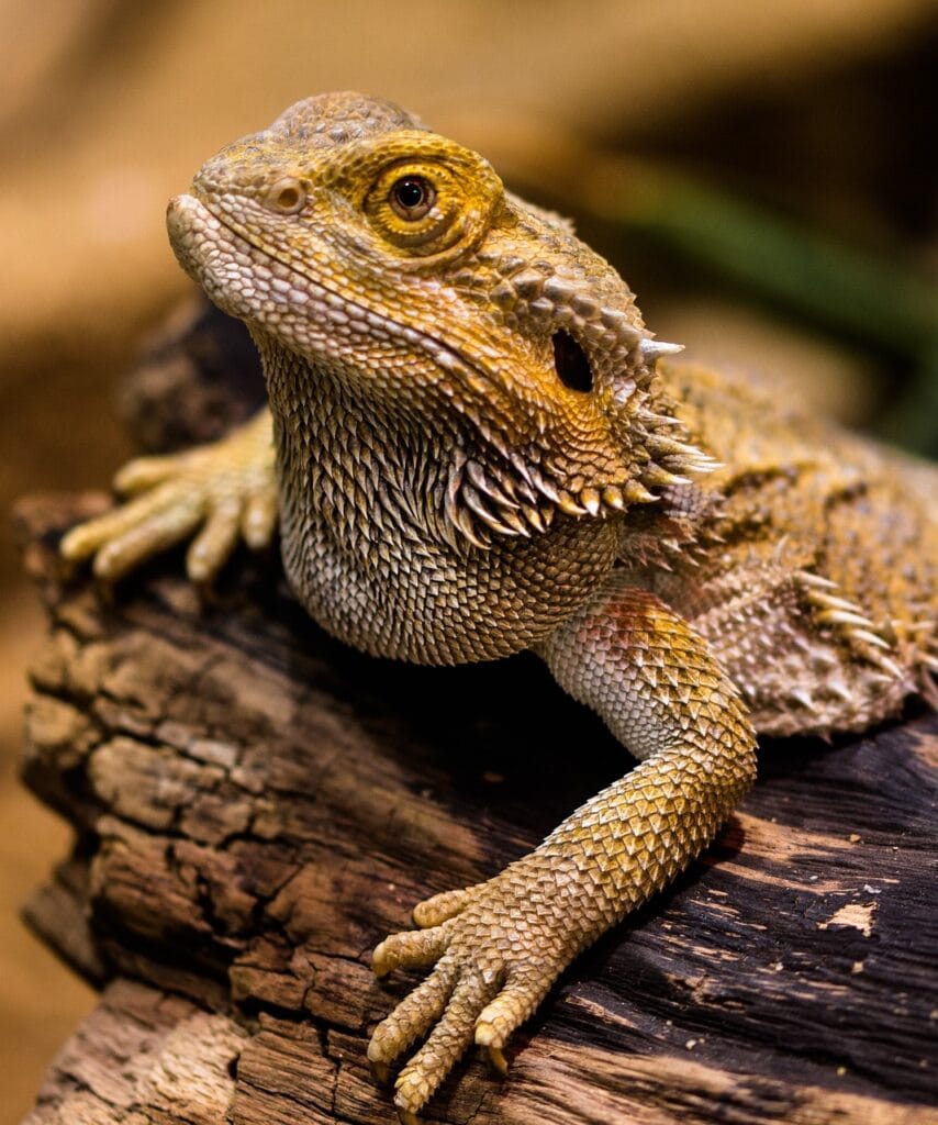 Bearded dragons