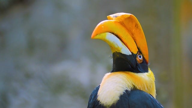 Why Hornbill is Admired