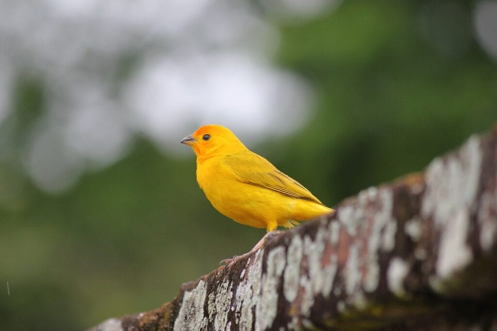 Canary