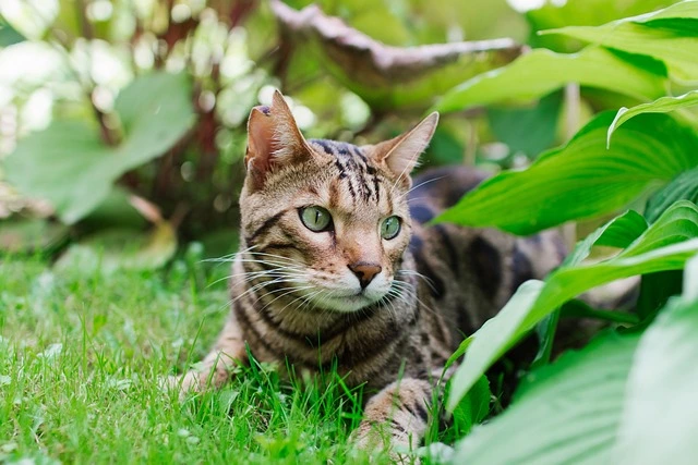 bengal cat