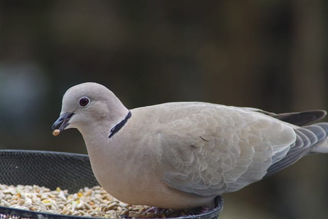 Ringneck Dove