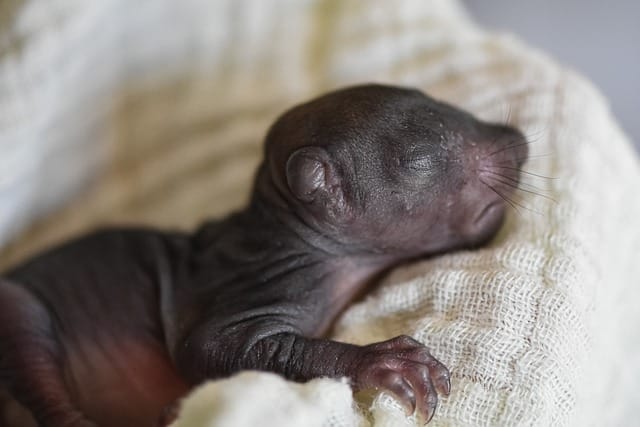 newborn squirrel 