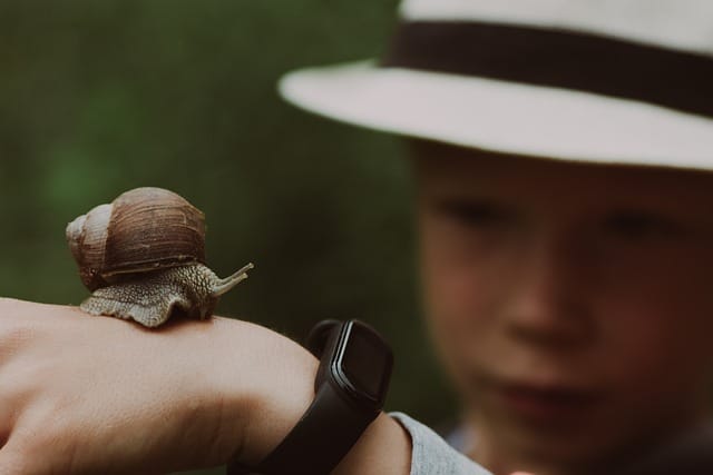 How to Care for a Helix Snail