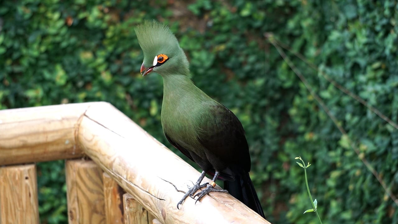 Turaco