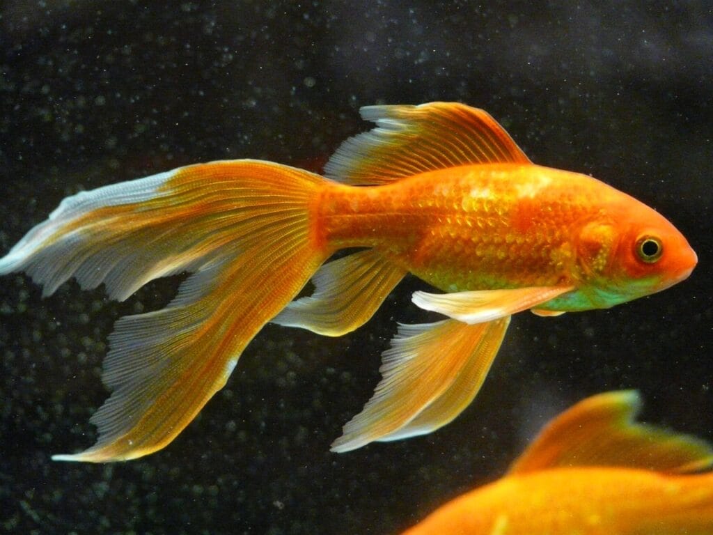 Common Goldfish