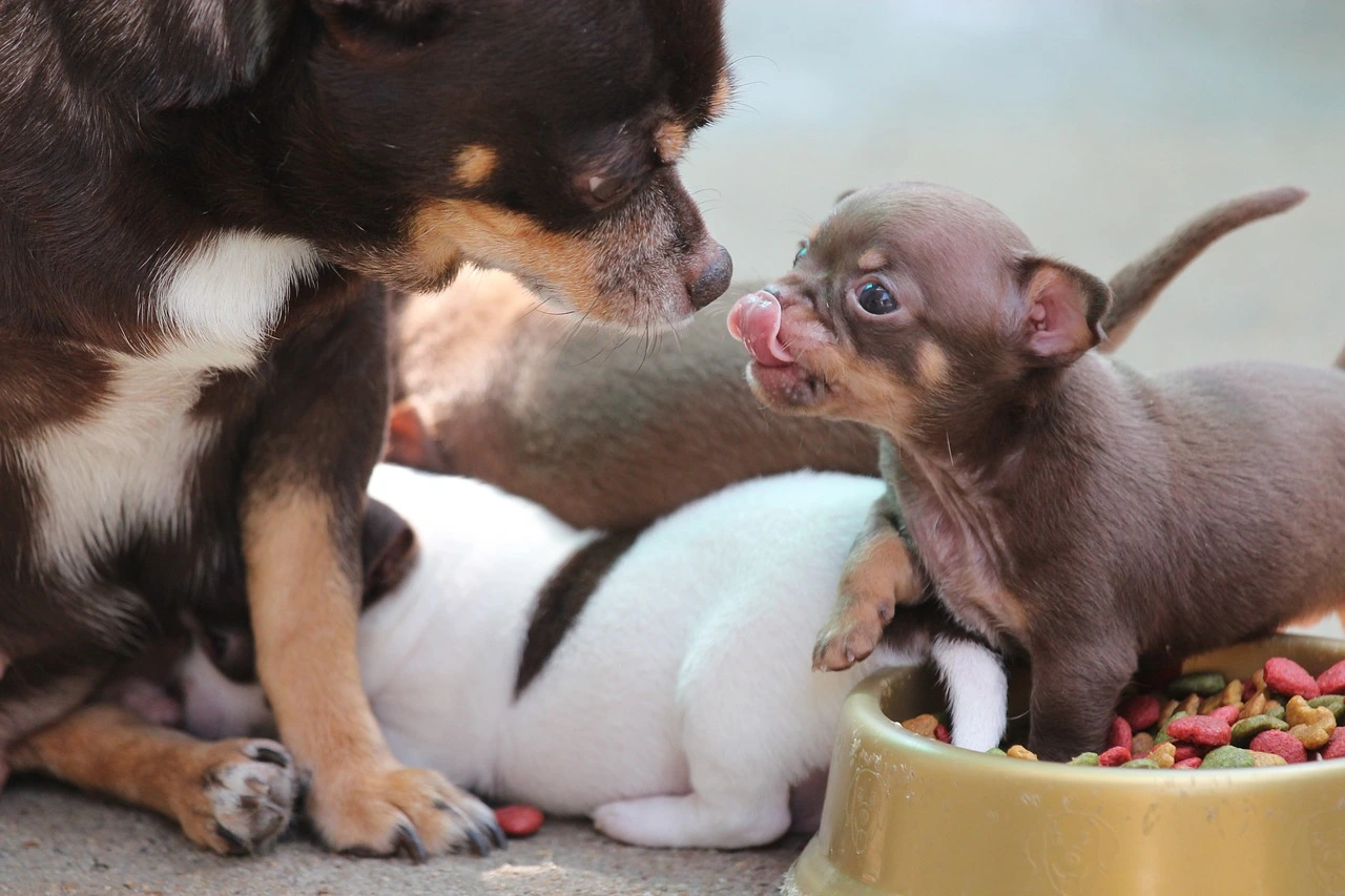 breeding chihuahua dogs