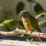 Healthy green-cheeked conure during a normal molt, perched calmly in a bright home aviary